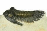 Bargain, Hollardops Trilobite Fossil - Ofaten, Morocco #287472-1